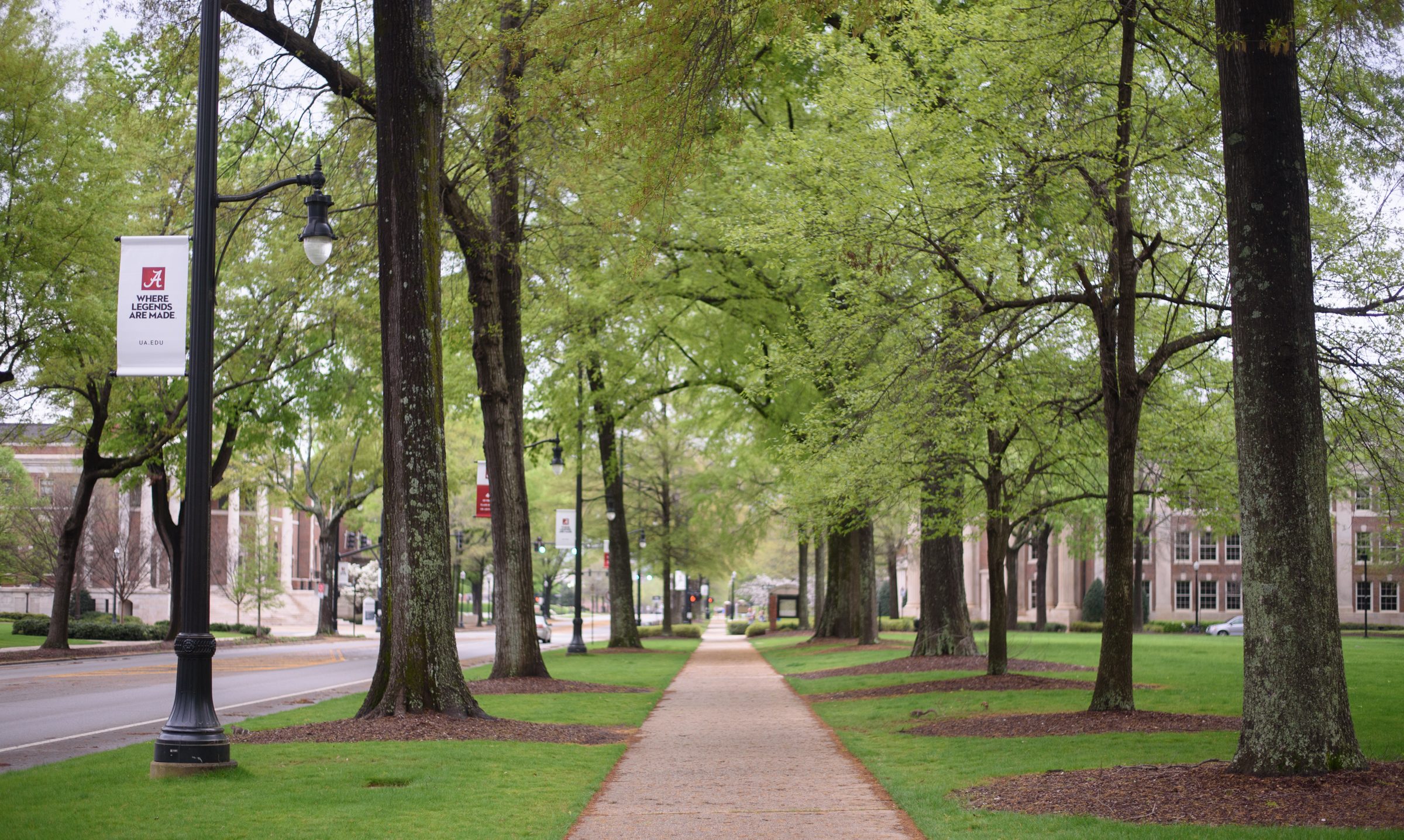 UA Campus sidewalk
