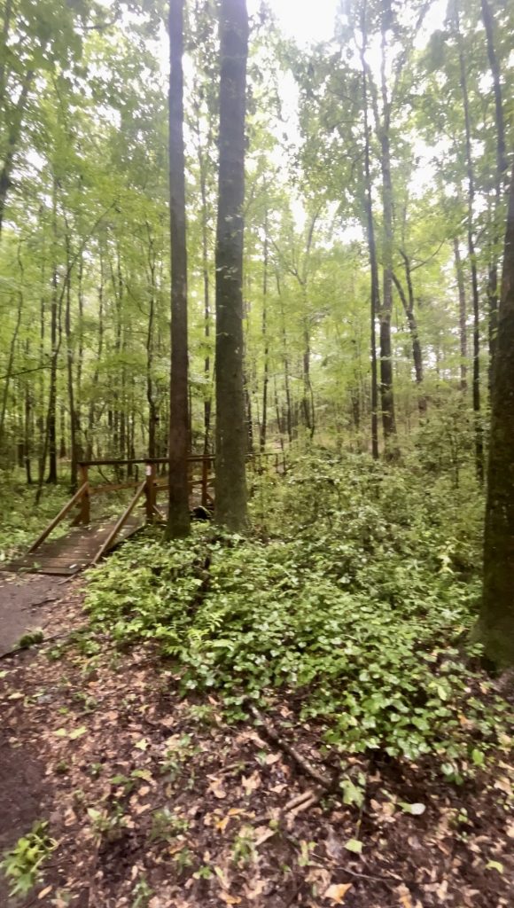 trail in the woods with very green tall trees and a wooden bridge in the distance