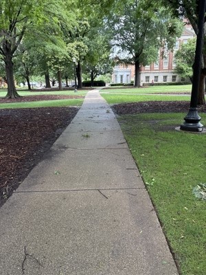 Sidewalk going straight ahead with grass on either side and patches of mulch with trees