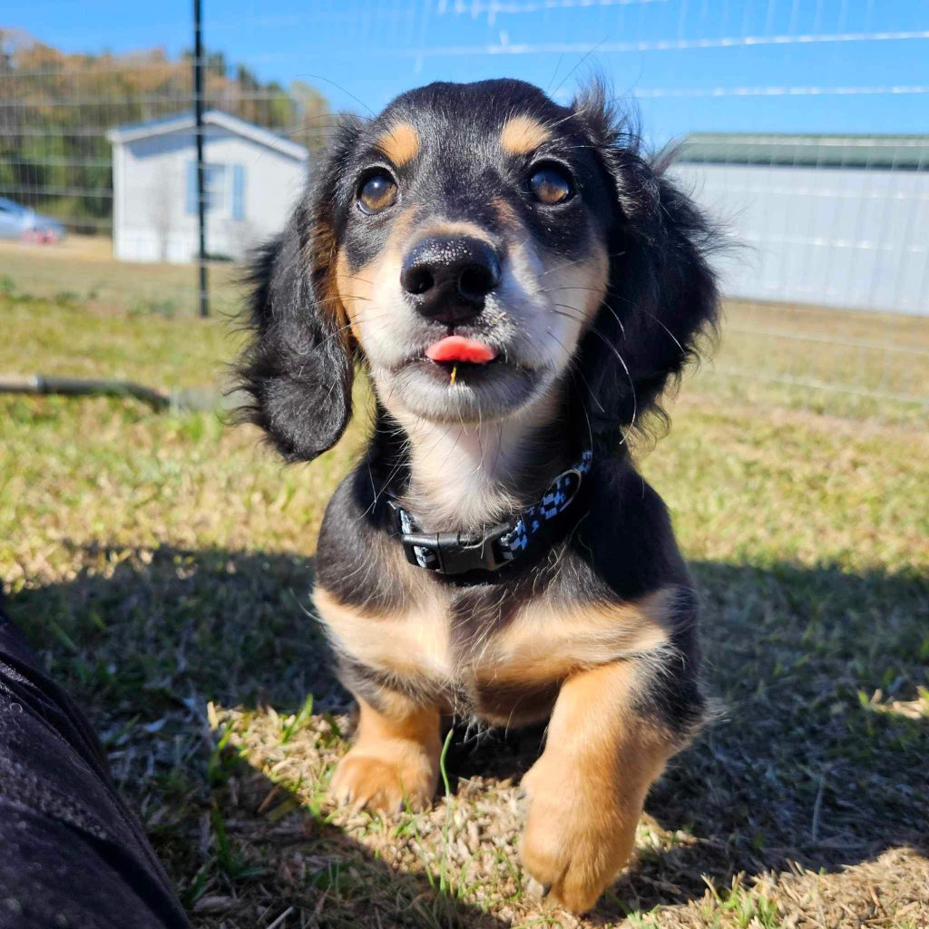 Black and brown Dachshund puppy in the grass with his tongue sticking out