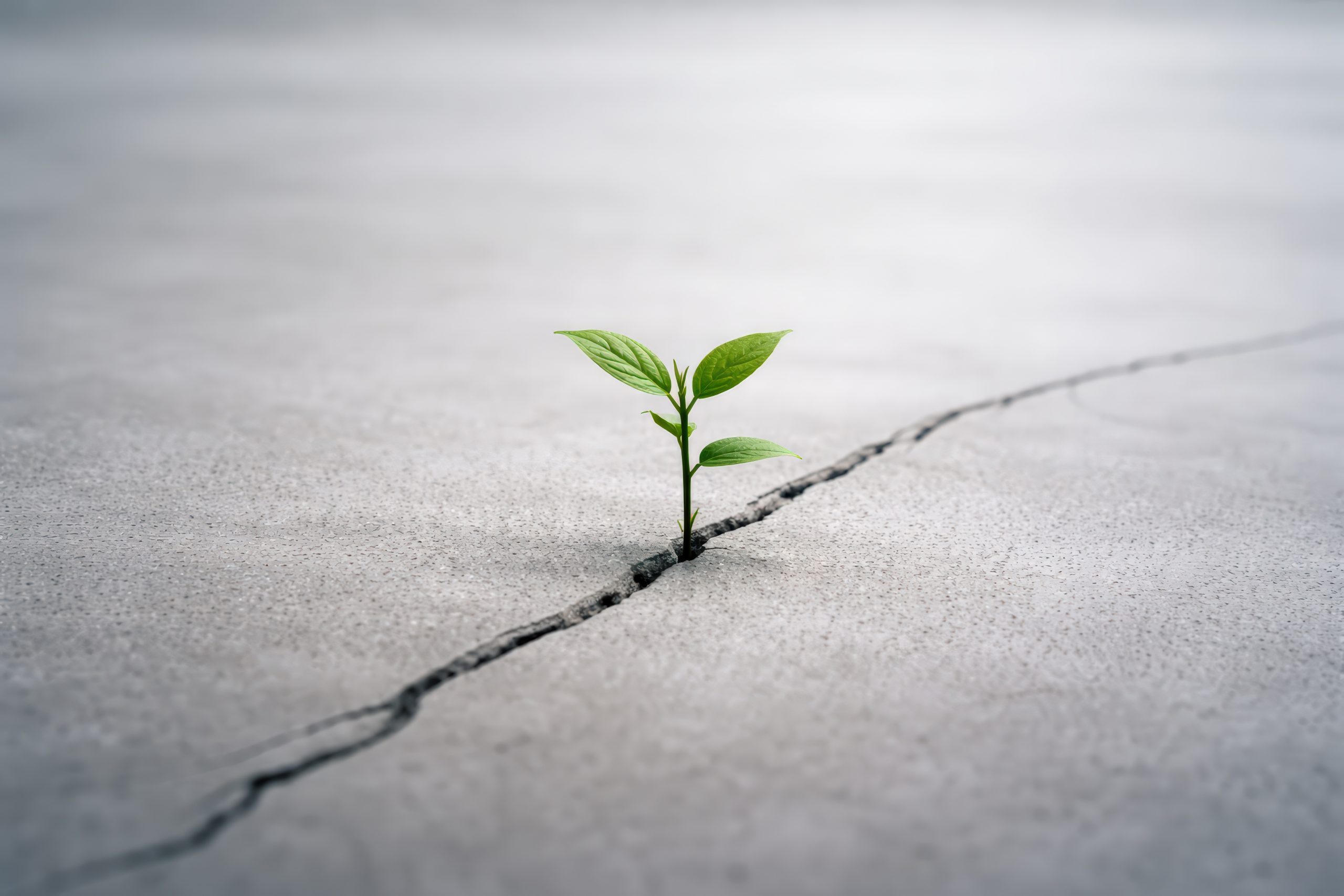 Green Plant Growing Through Crack in Concrete
